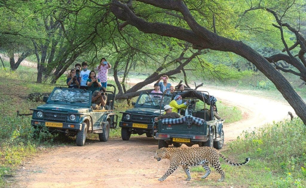Jaipur Leopard Safari